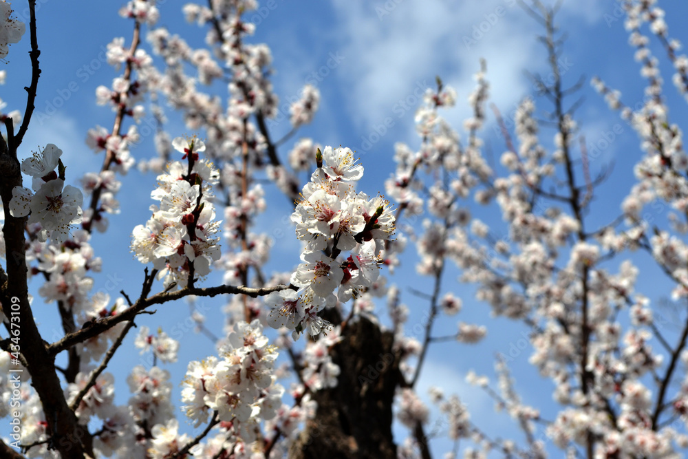 For easter and spring greeting cards. Apricot. Spring white flowers. Apricot tree in bloom. Spring For easter and spring greeting cards. Apricot. Spring white flowers. Apricot tree in bloom. Spring