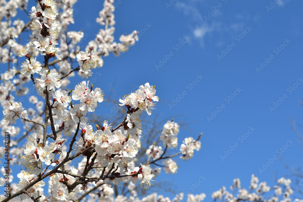Beautiful floral spring abstract background of nature. Spring Apricot tree.  Spring white flowers on a tree branch. Apricot tree in bloom. Spring, seasons, white flowers of tree