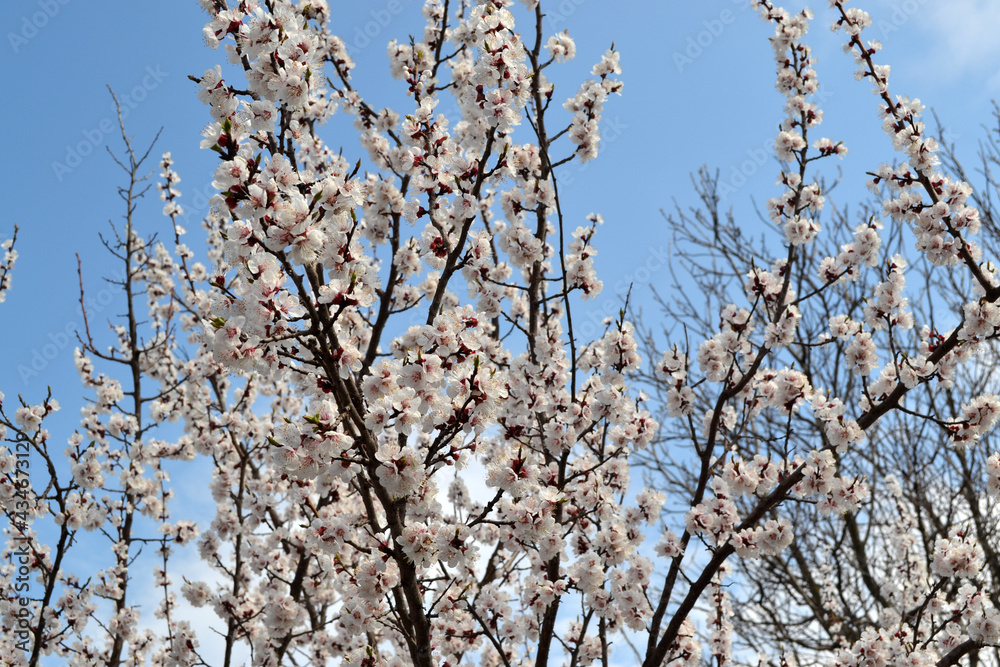 Beautiful floral spring abstract background of nature. Prunus armeniaca. Apricot tree. Spring white flowers on a tree branch. Apricot tree in bloom. Spring, seasons, white flowers of tree Beautiful floral spring abstract background of nature. Prunus armeniaca. Apricot tree. Spring white flowers on a tree branch. Apricot tree in bloom. Spring, seasons, white flowers of tree