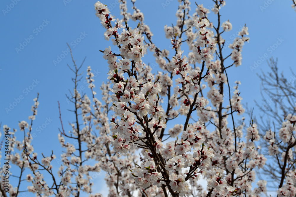 Beautiful floral spring abstract background of nature. Prunus armeniaca. Apricot tree. Spring white flowers on a tree branch. Apricot tree in bloom. Spring, seasons, flowers Beautiful floral spring abstract background of nature. Prunus armeniaca. Apricot tree. Spring white flowers on a tree branch. Apricot tree in bloom. Spring, seasons, flowers
