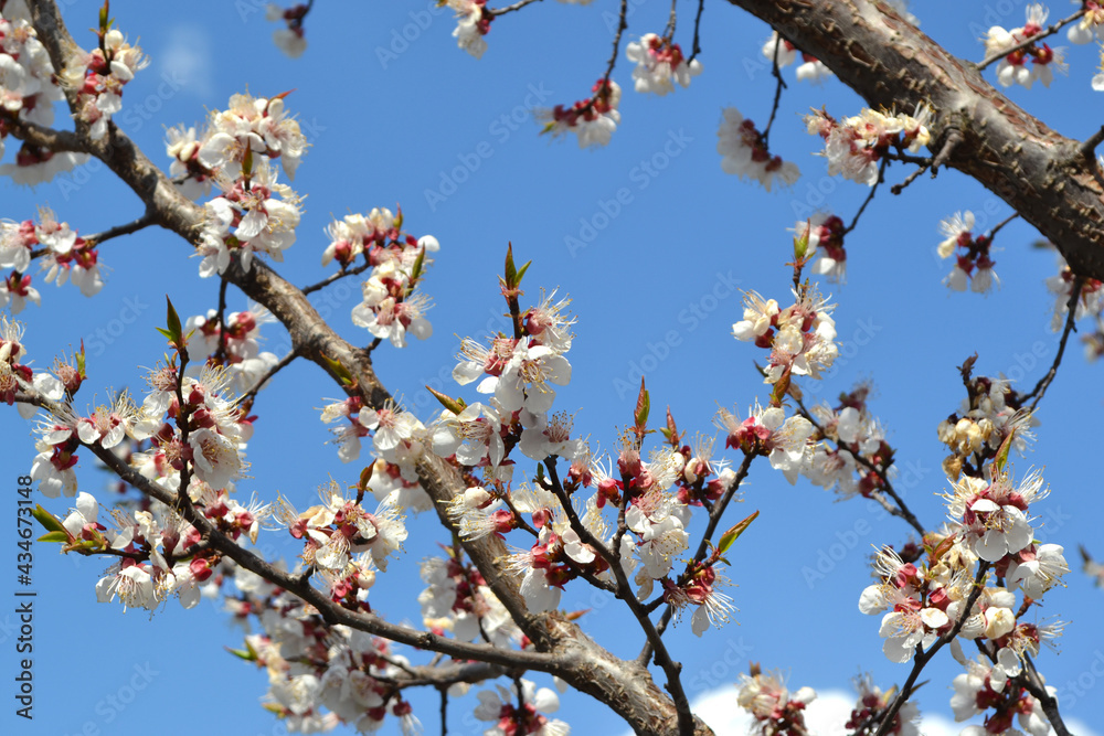 Beautiful floral spring abstract background of nature. Apricot tree. Prunus armeniaca. Spring white flowers on a tree branch. Apricot tree in bloom. Spring, seasons, white flowers