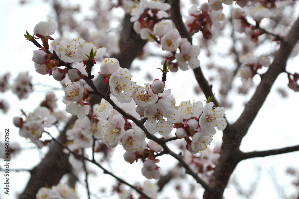 Beautiful floral spring abstract background of nature. Apricot tree. Spring white flowers on a tree branch. Apricot tree in bloom. Spring, seasons, white flowers of apricot tree Beautiful floral spring abstract background of nature. Apricot tree. Spring white flowers on a tree branch. Apricot tree in bloom. Spring, seasons, white flowers of apricot tree