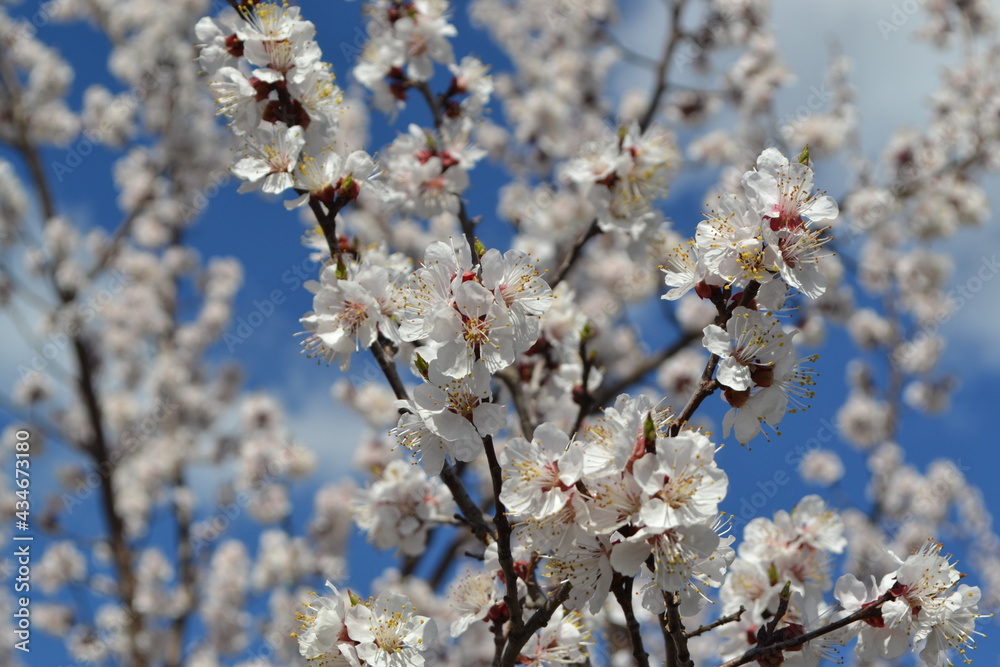 Apricot tree. Spring white flowers on a tree branch. Apricot tree in bloom. Spring, seasons, white flowers of apricot tree. For easter and spring greeting cards Apricot tree. Spring white flowers on a tree branch. Apricot tree in bloom. Spring, seasons, white flowers of apricot tree. For easter and spring greeting cards