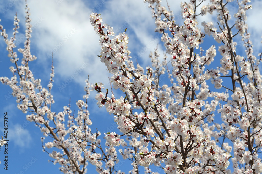 Apricot tree. Beautiful floral spring abstract background of nature. Spring white flowers on a tree branch. Apricot tree in bloom. Spring, flowers of apricot tree Apricot tree. Beautiful floral spring abstract background of nature. Spring white flowers on a tree branch. Apricot tree in bloom. Spring, flowers of apricot tree