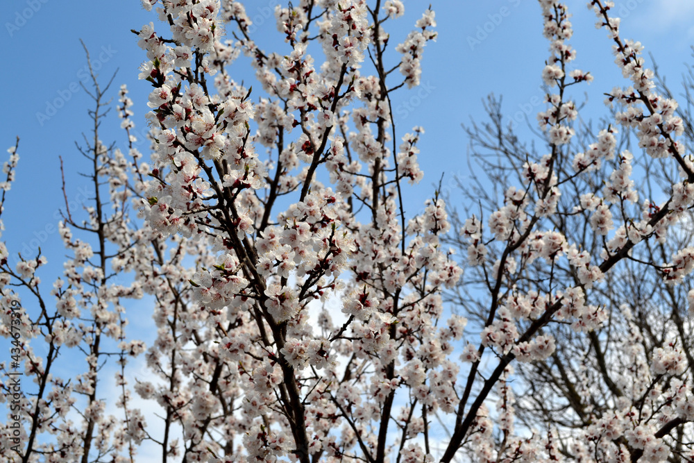 Beautiful floral spring abstract background of nature. Prunus armeniaca. Spring white flowers on a tree branch. Apricot Beautiful floral spring abstract background of nature. Prunus armeniaca. Spring white flowers on a tree branch. Apricot