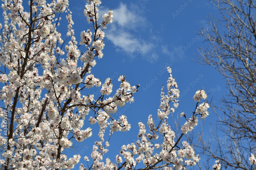 Apricot tree. Spring white flowers on a branch. For easter and spring greeting cards