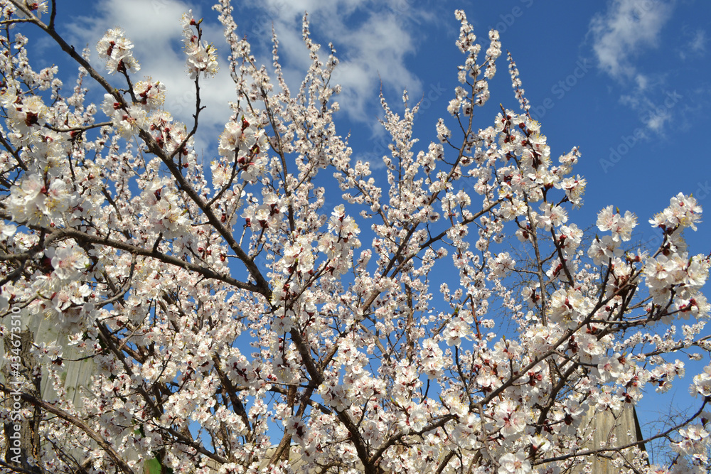 Apricot tree. Spring white flowers on a branch. For easter and spring greeting cards Apricot tree. Spring white flowers on a branch. For easter and spring greeting cards