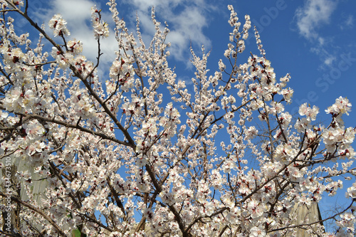Apricot tree. Spring white flowers on a branch. For easter and spring greeting cards
