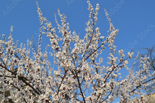 Apricot tree. Spring white flowers on a branch. For easter and spring greeting cards