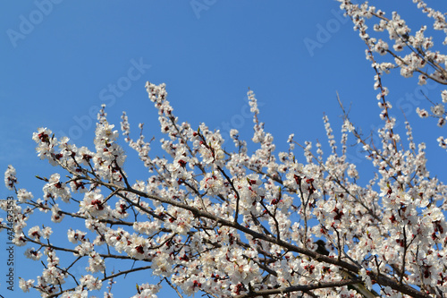 Apricot tree. Spring white flowers on a branch. For easter and spring greeting cards
