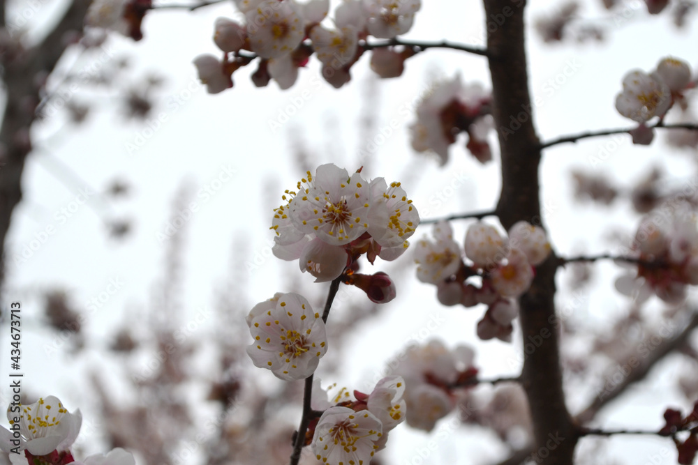 Beautiful floral spring abstract background of nature. Apricot tree. Spring white flowers on a tree branch. Apricot tree in bloom. Spring, flowers of apricot tree Beautiful floral spring abstract background of nature. Apricot tree. Spring white flowers on a tree branch. Apricot tree in bloom. Spring, flowers of apricot tree