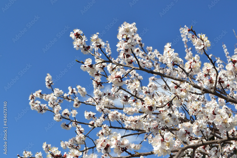Apricot tree. Spring flowers on a branch. Apricot tree in bloom. Spring, flowers. For easter and greeting cards Apricot tree. Spring flowers on a branch. Apricot tree in bloom. Spring, flowers. For easter and greeting cards