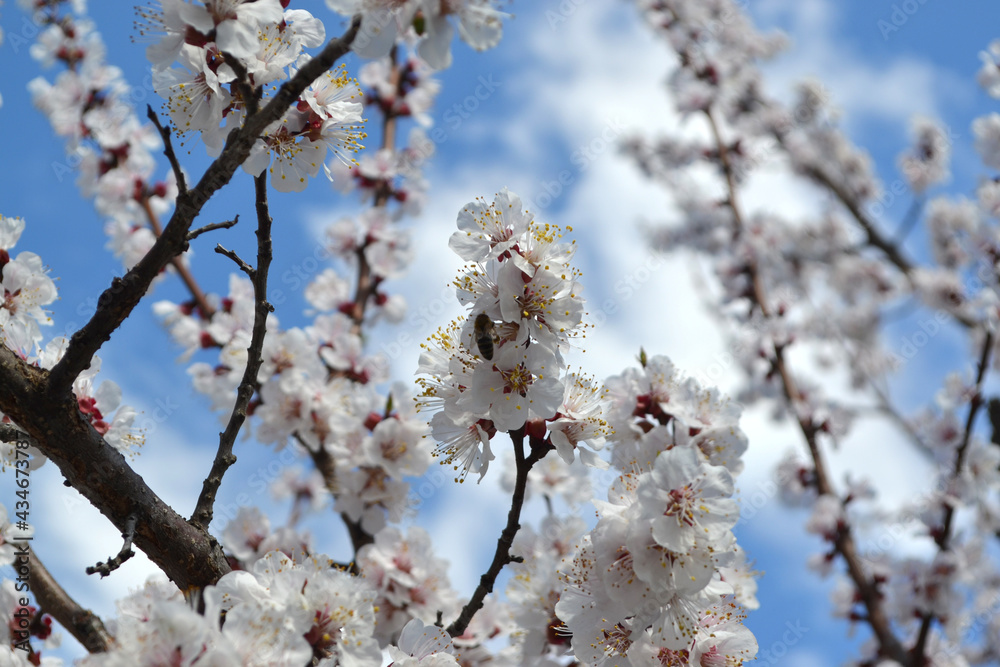 Apricot tree. Beautiful floral spring abstract background of nature. Spring white flowers on a tree branch Apricot tree. Beautiful floral spring abstract background of nature. Spring white flowers on a tree branch
