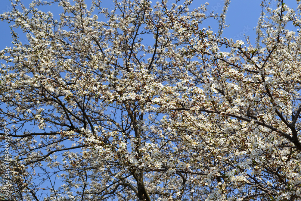 Blossoming cherry plum