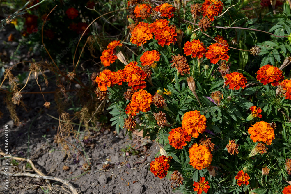 Beautiful floral autumn abstract background of nature. Flower Marigold. Tagetes erecta. Flowering herb. Orange flowers. Autumn garden, home bed. Autumn landscape with marigold Beautiful floral autumn abstract background of nature. Flower Marigold. Tagetes erecta. Flowering herb. Orange flowers. Autumn garden, home bed. Autumn landscape with marigold