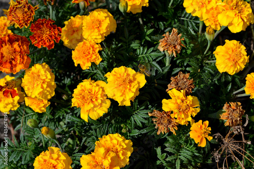 Beautiful floral autumn abstract background of nature. Flower Marigold. Tagetes erecta. Flowering herb. Orange flowers. Autumn