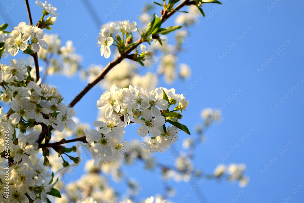 Background with branches of cherry flowers Background with branches of cherry flowers