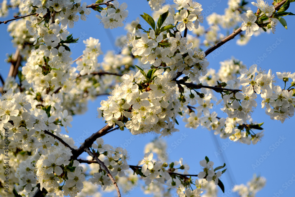 Background with branches of cherry flowers Background with branches of cherry flowers
