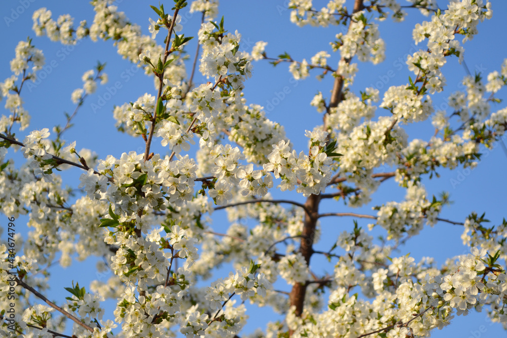 Background with branches of cherry flowers