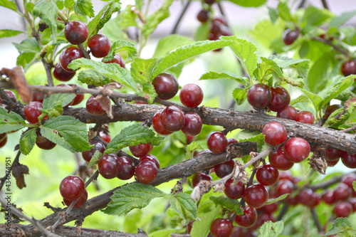 Prunus tomentosa. Felt cherry. Beautiful berry abstract background of nature. Summer. Chinese cherry