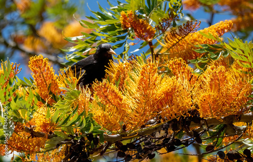 Gralha de bico amarelo da espécie Pyrrhocorax graculus a colher néctar de flores de Grevillea robusta photo
