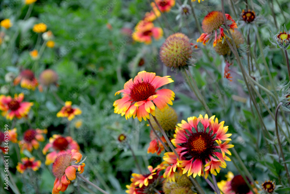 Gaillardia pulchella (firewheel, Indian blanketflower, Indian blanket, or sundance). Beautiful floral abstract background of nature. Natural garden background. Summer flowerbed, garden Gaillardia pulchella (firewheel, Indian blanketflower, Indian blanket, or sundance). Beautiful floral abstract background of nature. Natural garden background. Summer flowerbed, garden