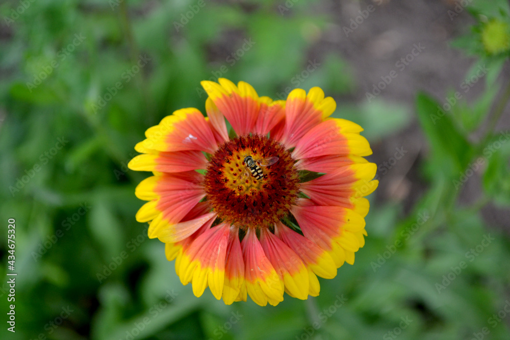 Gaillardia pulchella (firewheel, Indian blanket, Indian blanketflower, or sundance Gaillardia pulchella (firewheel, Indian blanket, Indian blanketflower, or sundance