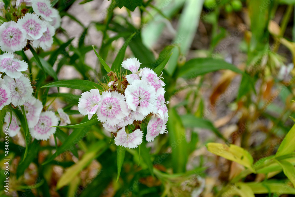 Beautiful floral abstract background of nature. Dianthus barbatus. Summer landscape. Natural background with flowering bushes of Turkish Carnation Beautiful floral abstract background of nature. Dianthus barbatus. Summer landscape. Natural background with flowering bushes of Turkish Carnation