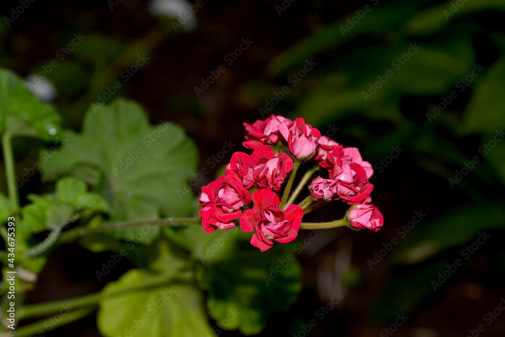 Perennial herbaceous or semi-shrub plants. Pelargonium, Geranium. Beautiful floral abstract background of nature. Summer landscape. Bushes of red pelargonium. Summer flowerbed, garden Perennial herbaceous or semi-shrub plants. Pelargonium, Geranium. Beautiful floral abstract background of nature. Summer landscape. Bushes of red pelargonium. Summer flowerbed, garden