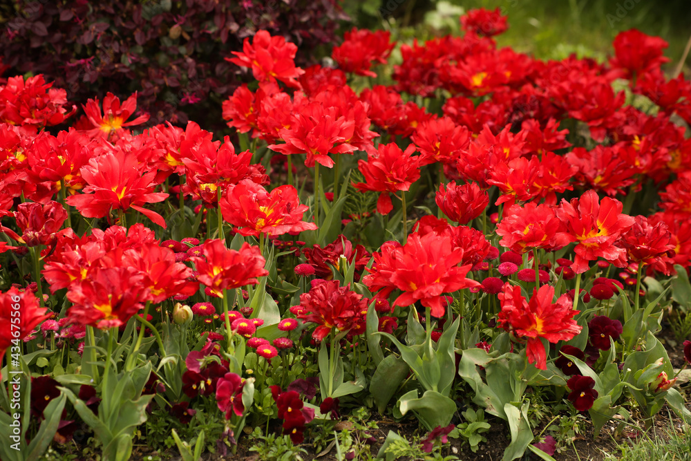 Red tulips blooming in the garden, open heads of flowers are many.