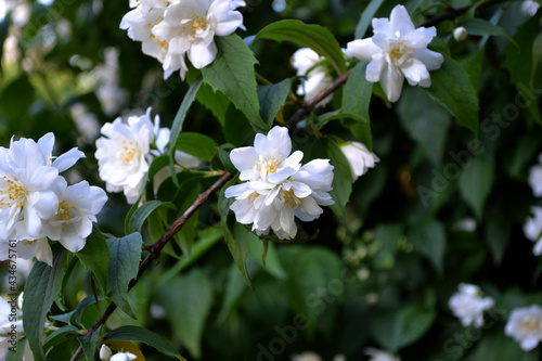 Jasmine bush, jasmine flowers. Beautiful floral abstract background of nature. Spring landscape. Jasminum officinale. Beautiful flowering tree, white flowers on the branches. Spring