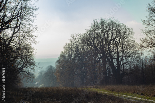 Fototapeta Naklejka Na Ścianę i Meble -  aleja lipowa