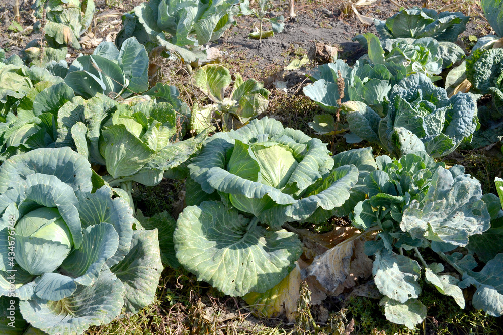 Naklejka premium White cabbage. Beautiful vegetable abstract background of nature. Summer landscape. Beautiful Garden plants. Brassica oleracea. Vegetable. Green leaves. Useful Food. Farm, field, garden
