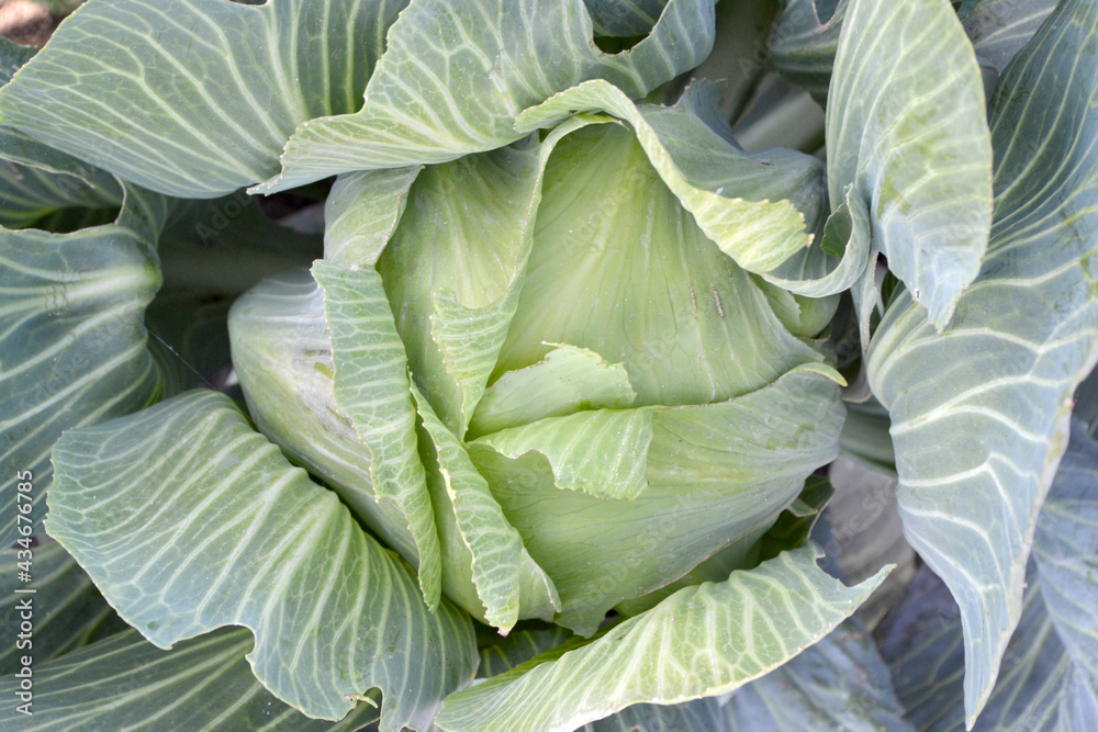 Fototapeta premium Brassica oleracea. Beautiful vegetable abstract background of nature