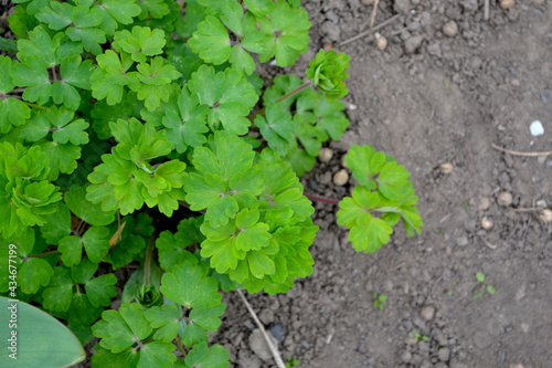 Cute Garden Bell. Aquilégia, grassy perennial plants (Ranunculaceae). Beautiful floral abstract background of nature. Green bushes, branches. Beautiful spring flowers. Farm