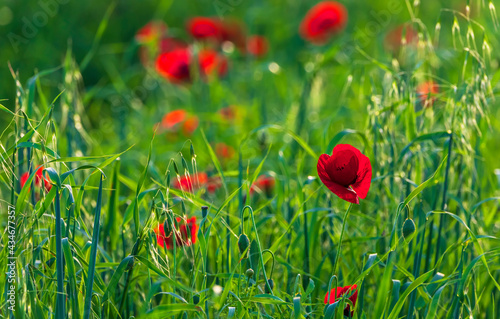 Poppy field at sunset. Popp...