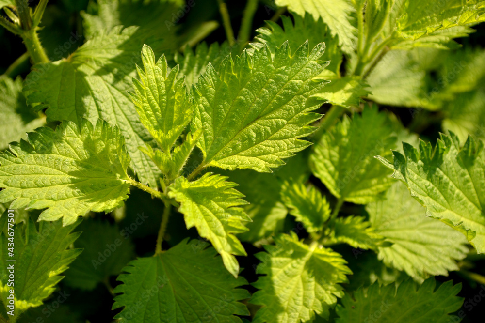 Beautiful herbal abstract background of nature. Summer landscape. Green burning plant. Treatment plant. Traditional medicine. Nettle. Urtica dioica Beautiful herbal abstract background of nature. Summer landscape. Green burning plant. Treatment plant. Traditional medicine. Nettle. Urtica dioica