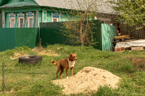 A dog guarding an old wooden house © niv63