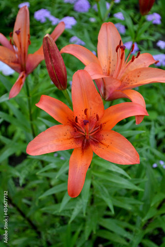 Lily. Lilium. Luxurious large flowers in a pleasant smell. Beautiful flower abstract background of nature. Summer landscape. Perennial. Beautiful orange flowers. Summer