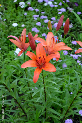 Lily. Lilium. Luxurious large flowers in a pleasant smell. Beautiful flower abstract background of nature. Summer landscape. Perennial. Beautiful orange flowers. Summer flower