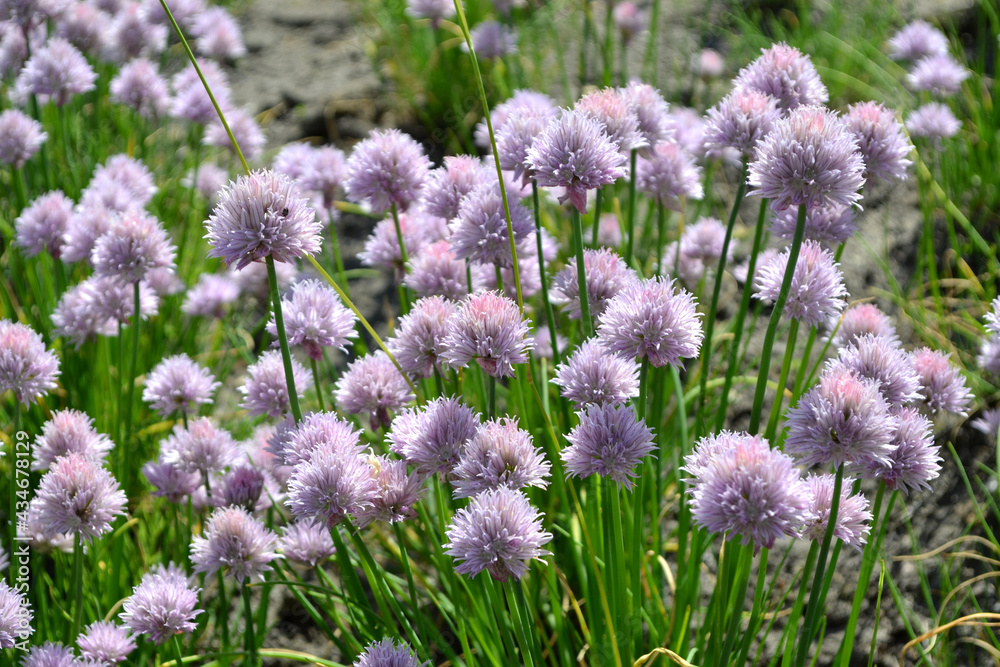 Obraz premium Perennial herbaceous plant. Decorative bow. Allium schoenoprasum. Beautiful flower abstract background of nature. Summer landscape. Floriculture