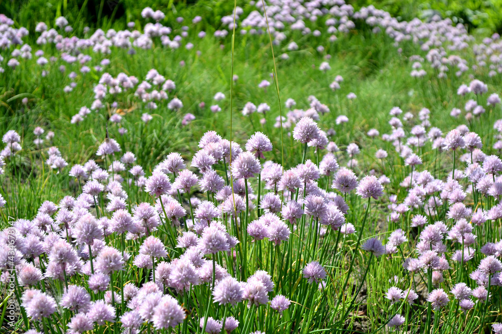 Decorative bow. Allium schoenoprasum. Perennial herbaceous plant. Beautiful flower abstract background of nature. Summer landscape. Floriculture, home flower bed
