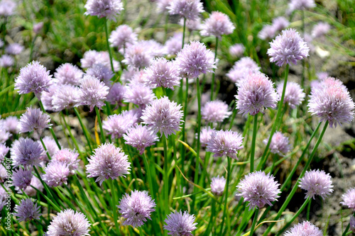 Allium schoenoprasum. Decorative bow. Perennial herbaceous plant. Beautiful flower abstract background of nature. Summer landscape. Floriculture, home flower bed. Home garden photo