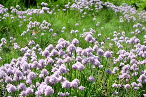 Decorative bow. Allium schoenoprasum. Perennial herbaceous plant. Beautiful flower abstract background of nature. Summer landscape. Floriculture  home flower bed