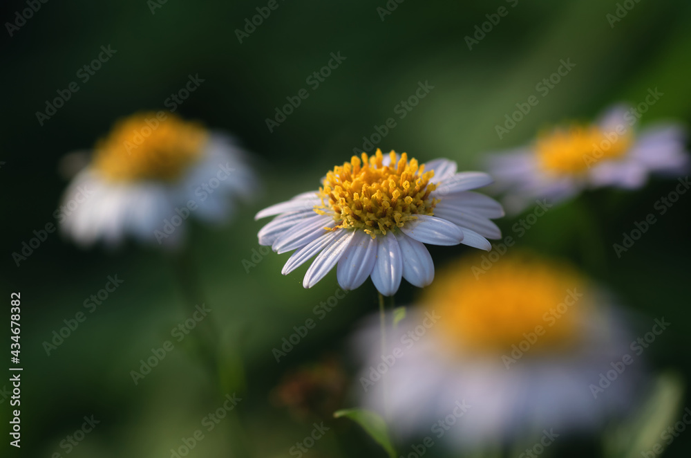 Close-up view of daisy flower in bloom Close-up view of daisy flower in bloom