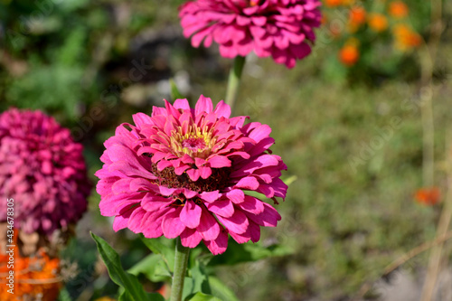 Gardening. Flower Zinnia. Beautiful flower abstract background of nature. Summer landscape. Zinnia, a genus of annual and perennial grasses and dwarf shrubs of the Asteraceae family. Summer flower bed