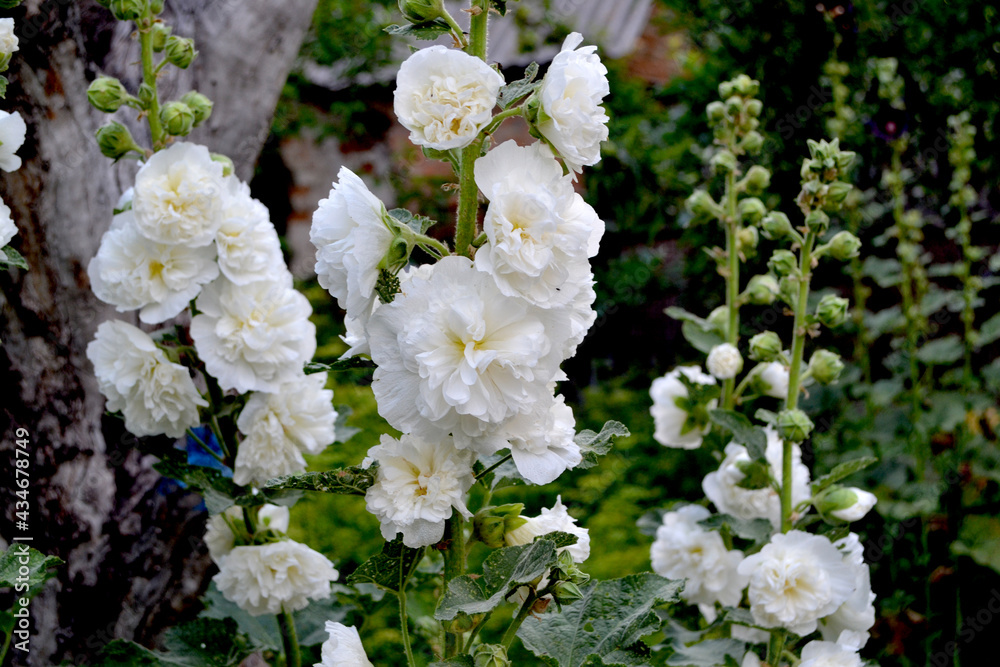 Alcea Large, curly flowers. Mallow. Malva. Beautiful flower abstract background of nature Alcea Large, curly flowers. Mallow. Malva. Beautiful flower abstract background of nature