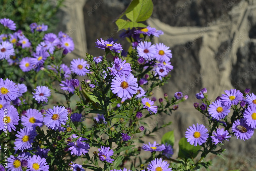 Beautiful flower abstract background of nature. Summer landscape. Astra perennial. Astra Alpine. Aster alpinus. Floriculture, home flower bed. Delicate purple flowers, perennial plant. House Beautiful flower abstract background of nature. Summer landscape. Astra perennial. Astra Alpine. Aster alpinus. Floriculture, home flower bed. Delicate purple flowers, perennial plant. House
