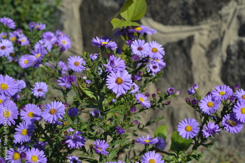 Beautiful flower abstract background of nature. Summer landscape. Astra perennial. Astra Alpine. Aster alpinus. Floriculture, home flower bed. Delicate purple flowers, perennial plant. House