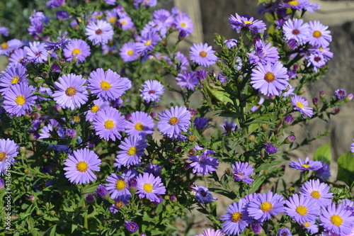 Beautiful flower abstract background of nature. Summer landscape. Astra perennial. Astra Alpine. Aster alpinus. Floriculture, home flower bed. Delicate purple flowers, perennial plant. House, garden